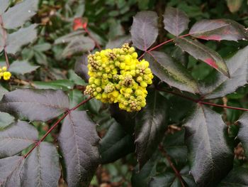 Close-up of yellow flowers