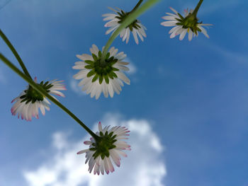 Low angle view of flowering plant against blue sky