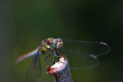 Close-up of damselfly on stick