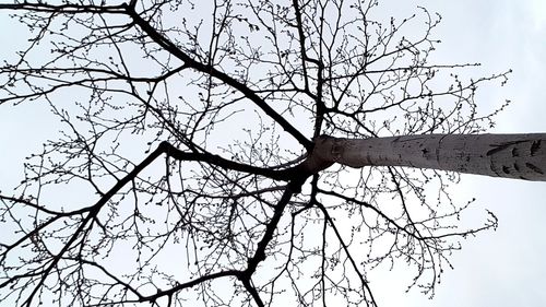 Low angle view of bare tree against sky