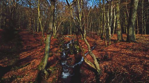 Trees in forest during autumn