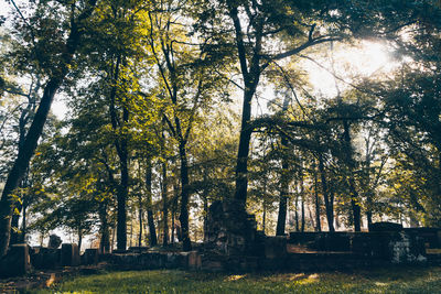 Trees in park