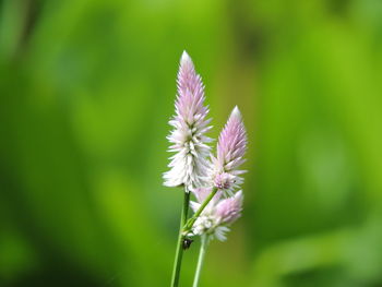 Close-up of flowers blooming outdoors