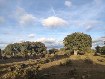 Trees on field against sky