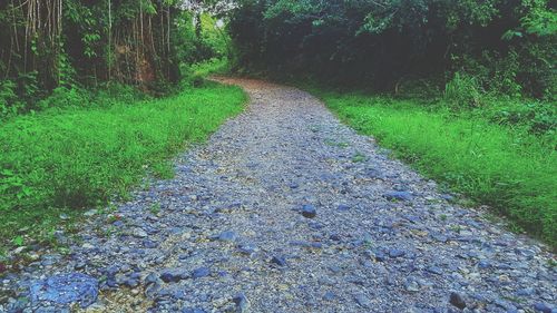 Road amidst trees in forest