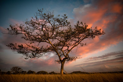 Bare tree on field against sky at sunset