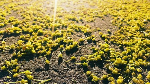 Full frame shot of yellow plants