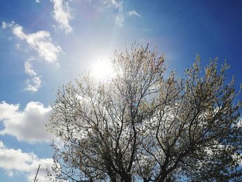 Low angle view of cherry blossom against sky