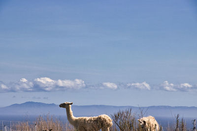 View of sheep on landscape against sky