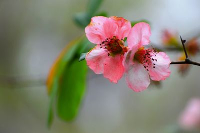 Close-up of pink flower