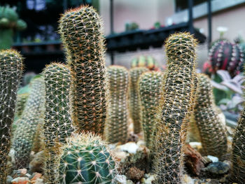 Full frame shot of succulent plants