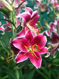 Close-up of pink flowering plant