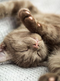 Close-up of cat sleeping