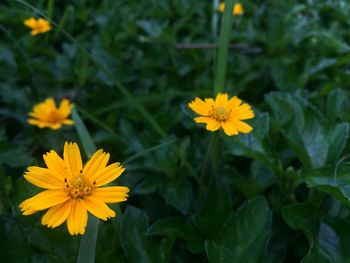 Close-up of yellow flower