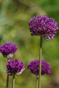 Close-up of purple flowering plant on field