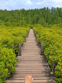 Boardwalk on footbridge amidst trees against sky