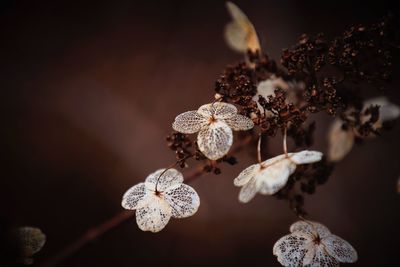 Close-up of flowers against blurred background