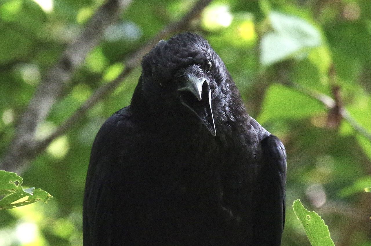 REAR VIEW OF BLACK BIRD PERCHING ON A HAND