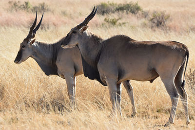 Side view of two wild antelope buck on field