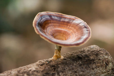 Close-up of shell on rock