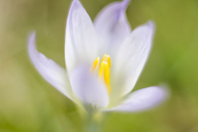 Close-up of purple crocus flower