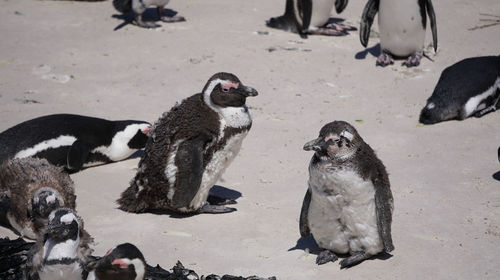 South africa penguin colony baby bird and grown up 