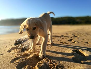 Dog on sand at beach against sky