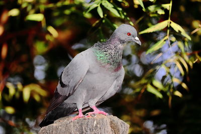 Close-up of pigeon perching on a plant