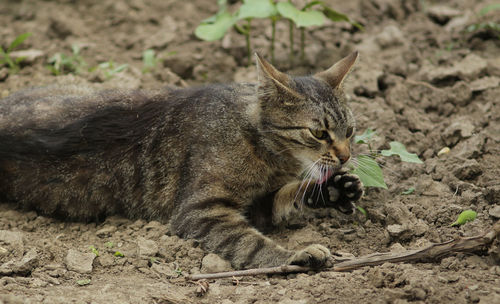 Cat in a field