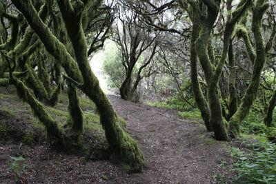 Trees growing in forest