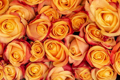 Full frame shot of rose bouquet