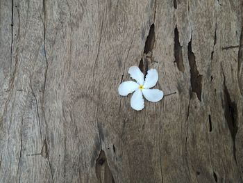 Close-up of flower against blurred background