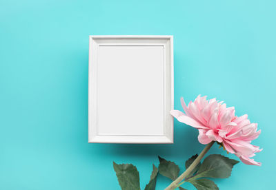 Close-up of pink flower against white background