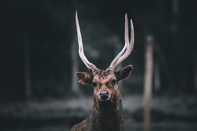 Portrait of deer