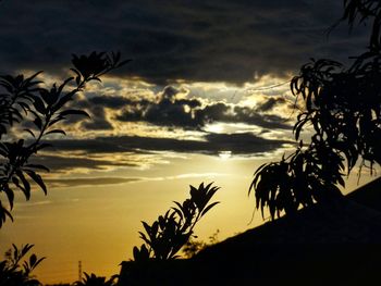 Palm trees at sunset