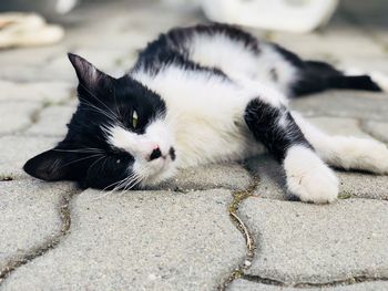Cat with black and white fur sleeping on the ground
