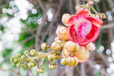 Close-up of red flower on tree
