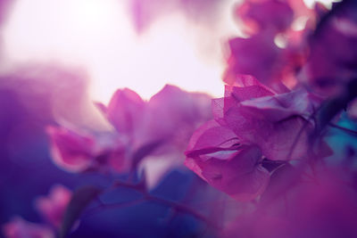 Close-up of pink rose flower