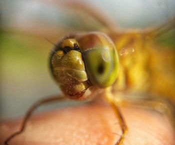 Close-up of insect