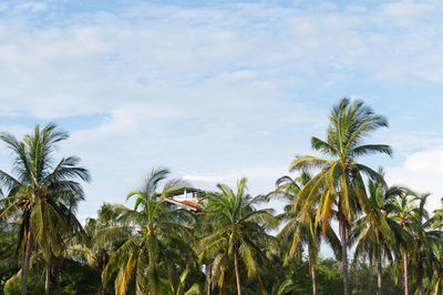 Low angle view of palm trees against sky