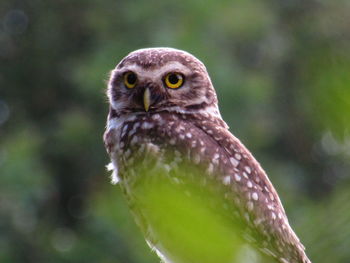 Close-up portrait of owl