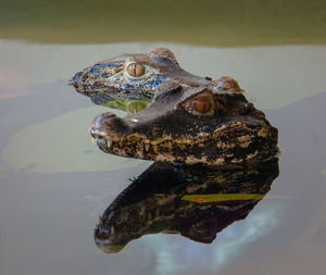 Close-up of crocodile in a tank