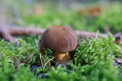 Close-up of mushroom growing on moss