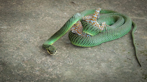 High angle view of a snake
