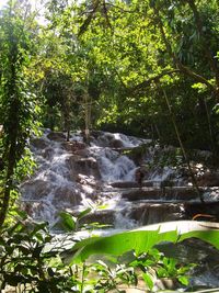 River flowing through forest