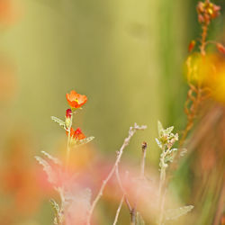 Close-up of orange flowering plant