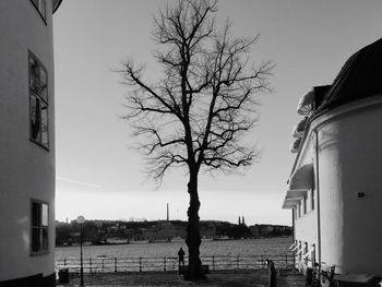 Bare trees against the sky