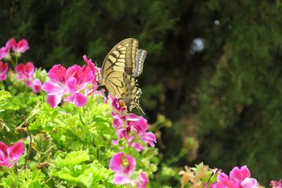 Butterfly on pink flowers