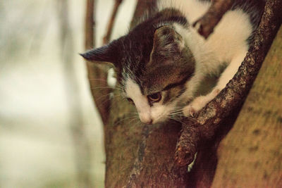 Close-up of a cat