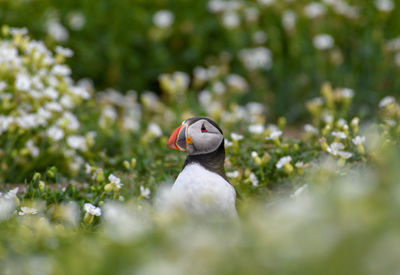 Close-up of a bird on land